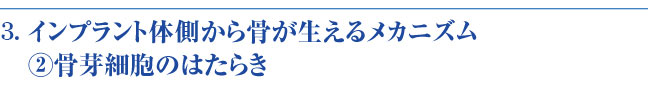 骨芽細胞のはたらき